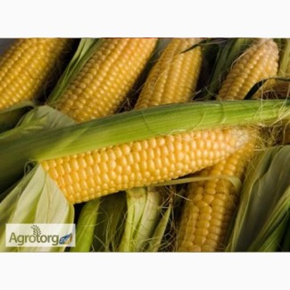 Продам гібрид кукурузи ВН 63