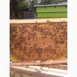 Пчеломатки карника плодные и не плодные