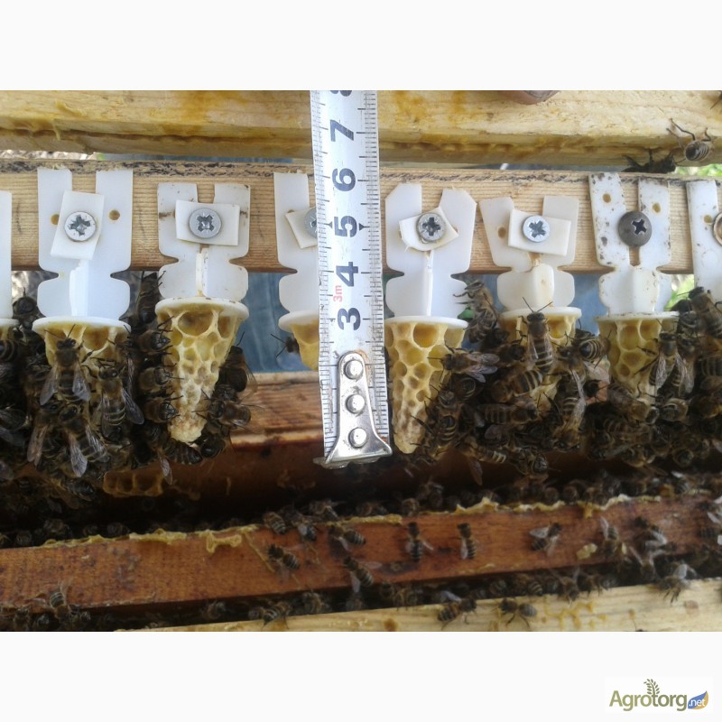 Фото 4. Пчеломатки карника плодные и не плодные