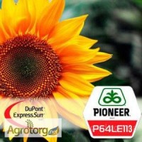 Семена подсолнечника П64ЛЕ113 (Экспресс Сан) «Pioneer»