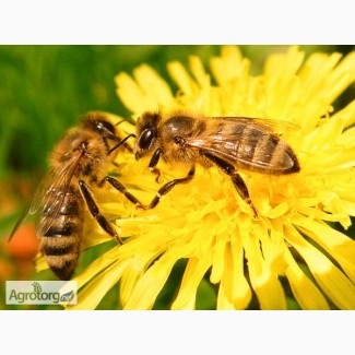 Продам пчелосемьи, Пчелы