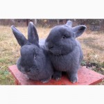 Кролики НЗБ, Венская голубая