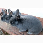Кролики НЗБ, Венская голубая