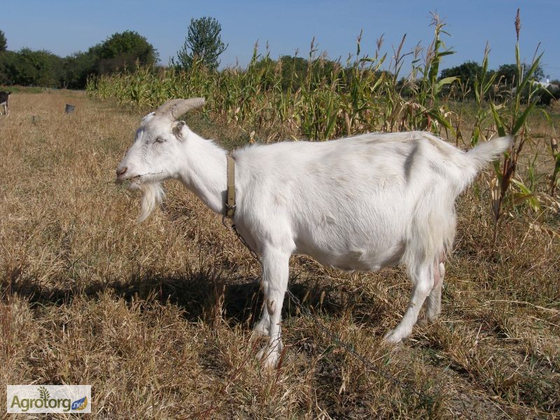 Терміново продам кози породи Ламанча