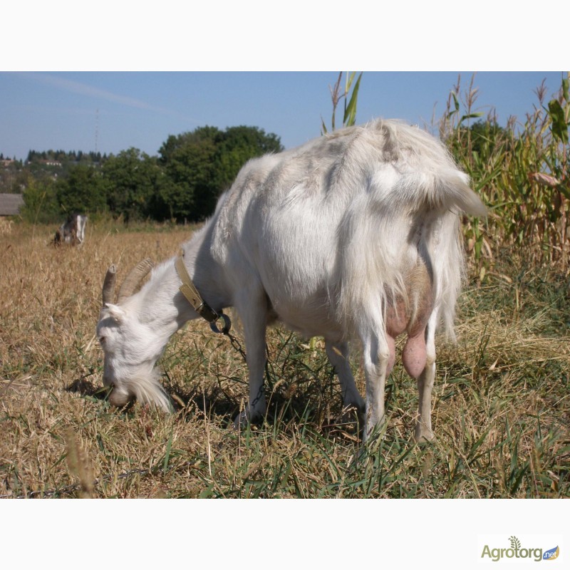 Фото 2. Терміново продам кози породи Ламанча