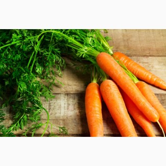 Покупаем морковь оптом на постоянной основе