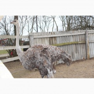 Продам самку африканського страуса або обмін на самця
