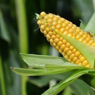 Семена кукурузы Монсанто ДК 291 ФАО 260