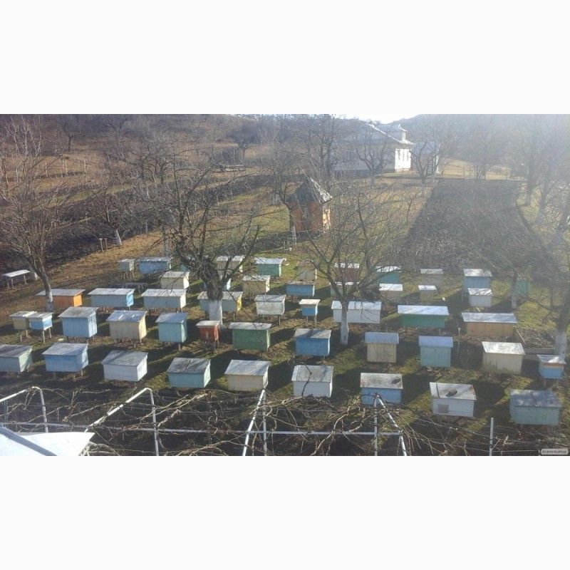 Фото 2. Продам безстільникові бджолопакети карпатских бджіл
