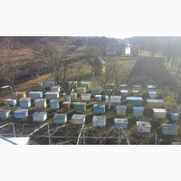 Продам безстільникові бджолопакети карпатских бджіл