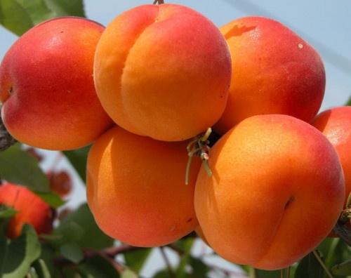 Фото 6. Продам саженцы абрикоса, алычи, сливы