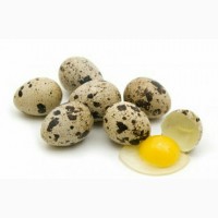Продам перепелиные яйца