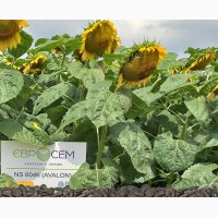 Пропонуємо купити насіння соняшника НС Авалон (НС 6046)
