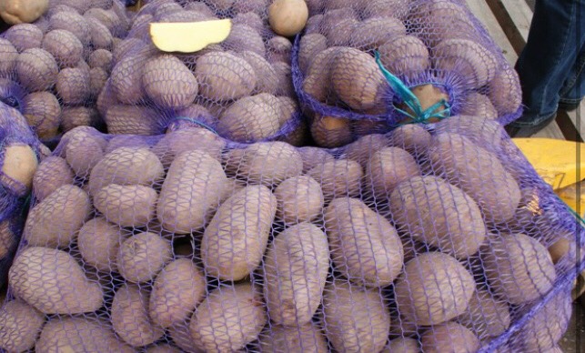 Фото 4. Продам оптом товарный картофель. Сорта: Лабелла, Эволюшн, Аризона