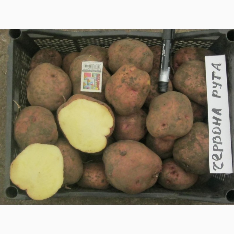 Фото 11. Продам раннюю и позднюю посевную картошку