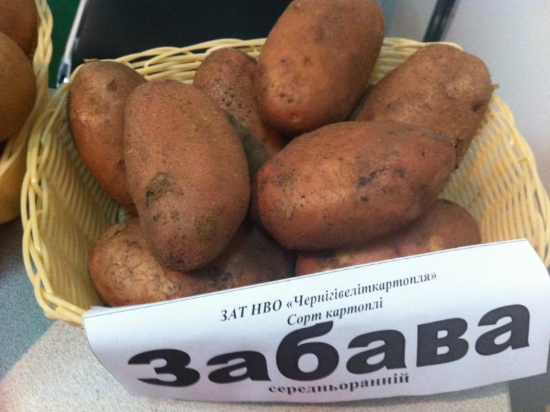 Фото 16. Продам раннюю и позднюю посевную картошку