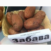 Продам раннюю и позднюю посевную картошку