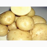 Продам раннюю и позднюю посевную картошку