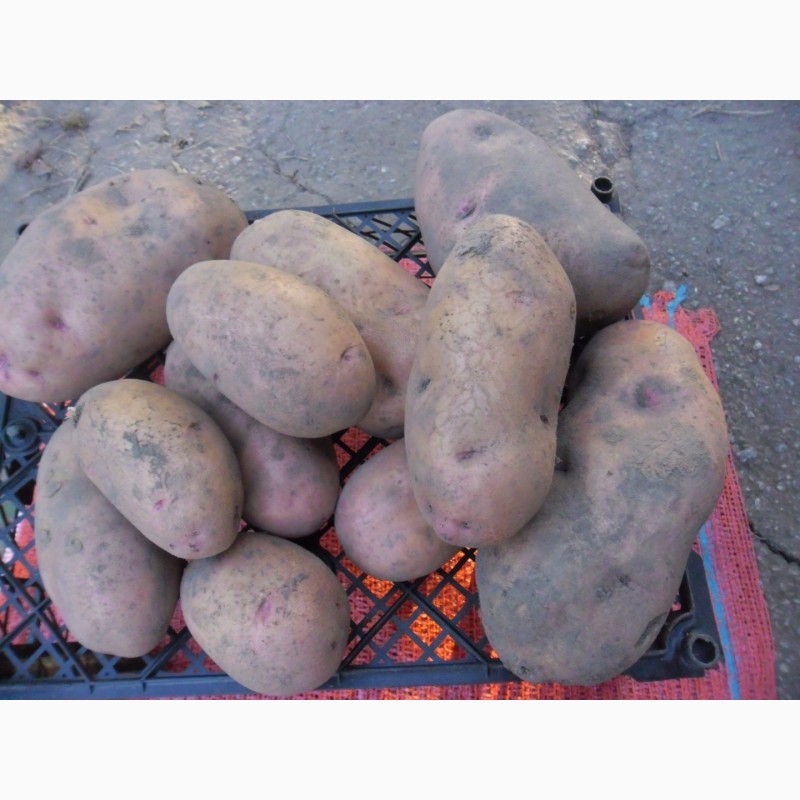 Фото 7. Продам раннюю и позднюю посевную картошку