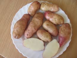 Фото 19. Продам раннюю и позднюю посевную картошку