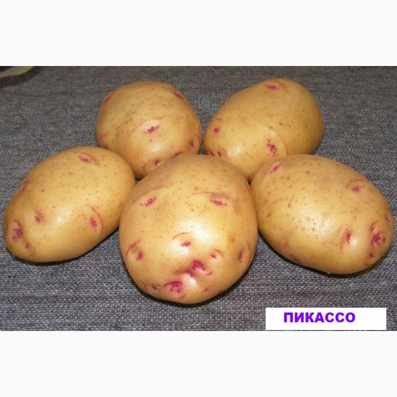 Фото 2. Продам раннюю и позднюю посевную картошку