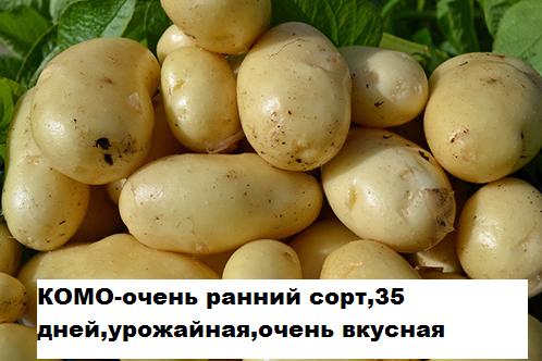Фото 4. Продам раннюю и позднюю посевную картошку