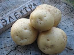 Фото 6. Продам раннюю и позднюю посевную картошку