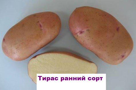 Фото 10. Продам раннюю и позднюю посевную картошку