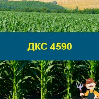 Насіння кукурудзи ДКС 4590