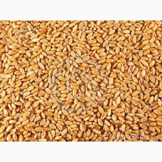 Закупаем неклассную пшеницу (повышенная зерновая, сор, сажка)