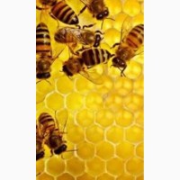 Продам бджолопакети бестильникові