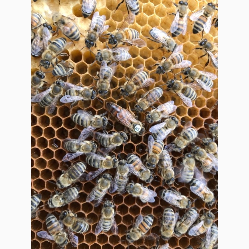 Фото 2. Продам бджолосімї та бджоло -пакети