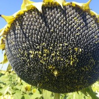 Бонд насіння соняшнику