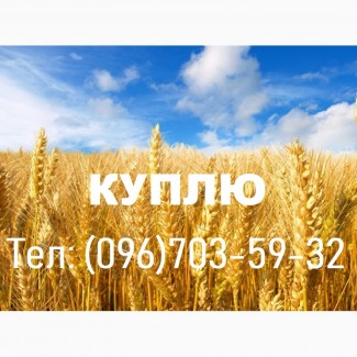ОПТОМ Куплю С/г зерновые, масличные, бобовые Центр. Украина