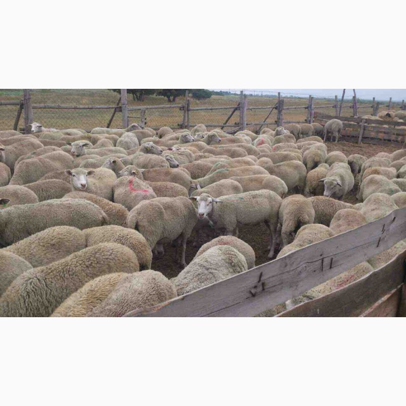 Фото 2. Овцы. Бараны. Ферма. Стадо овец, баранов