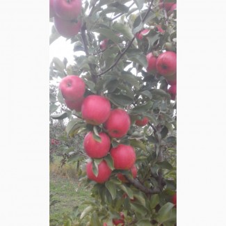 Продам яблоки со своего сада, без парши и градобоя. Цена договорная