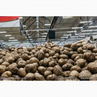 Продам картофель сетевого качества от производителя!!! объем 15 000 тонн
