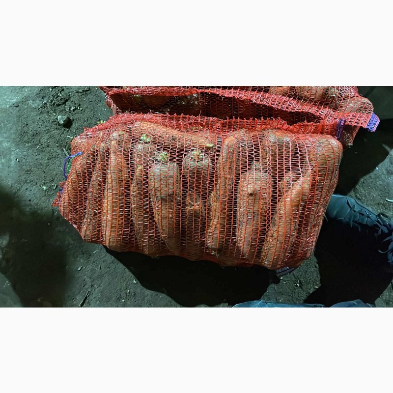 Фото 4. Продам морковь от поставщика с 10 тонн