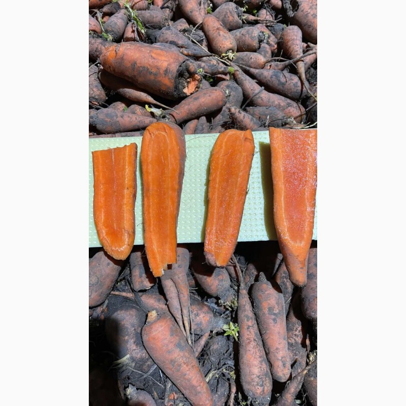 Фото 10. Продам морковь от поставщика с 10 тонн