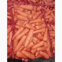 Продам морковь мытую от производителя