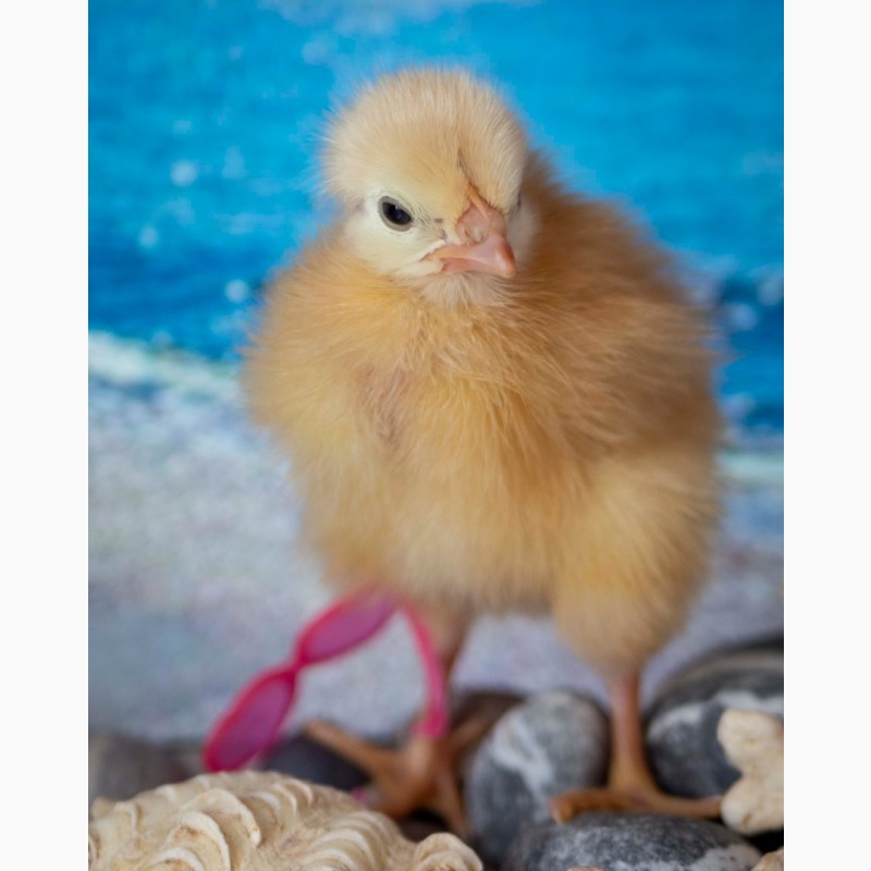 Фото 4. Подрощеные цыплята