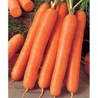 Продам семена моркови Флакко