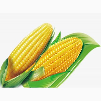 Крупным оптом закупаем Кукурузу фуражную