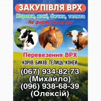 Закупівля ВРХ(корови, коні, бички )/ Перевезення ВРХ