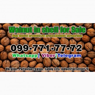 Walnut in shell for sale! Located in Ukraine, city Lubny, Poltava region