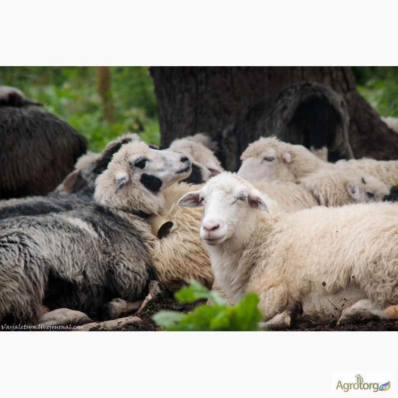 Фото 2. Продаються вівці