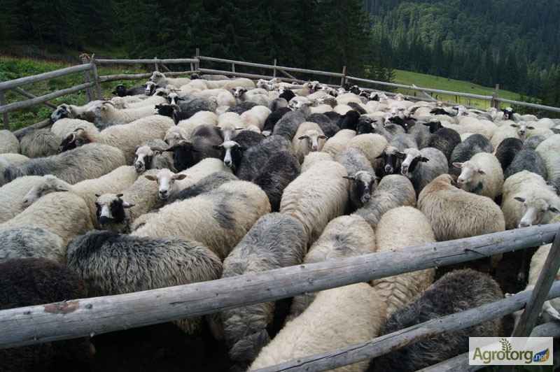 Фото 3. Продаються вівці