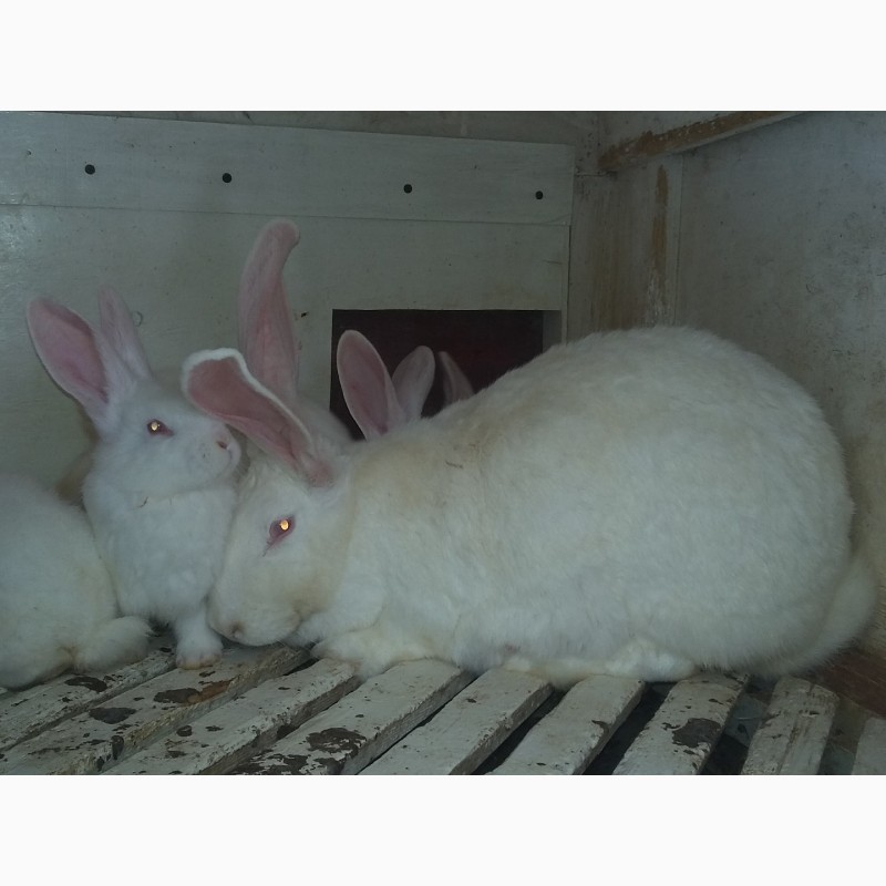 Фото 6. Кролики-акселерати білий панон