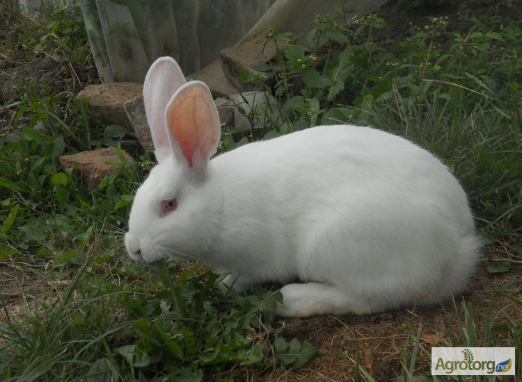 Фото 2. Кролики-акселерати білий панон