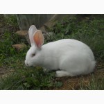 Кролики-акселерати білий панон